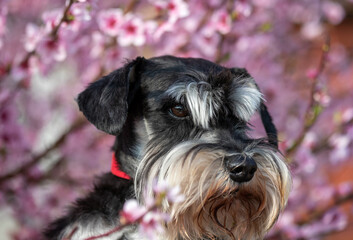 Dog with blooming tree behind