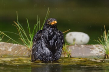 Blackbird (Turdus merula) are bathing. Czechia. Europe.