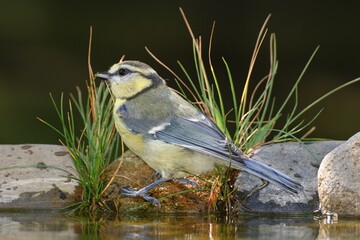 Blue tit (Parus caeruleus) stands on stone with grass by the bird's waterhole. Czechia. Europe.