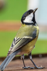 Fototapeta premium Great tit looks up at the sky. Czechia. Europe. 