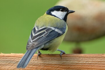  Great tit sitting on a piece of wood. Czechia. Europe. 