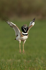 Male Little bustard performing the jumps of the nuptial procession of the mating season with the first light of dawn