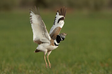 Male Little bustard in heat courtship in his breeding territory at first light of day