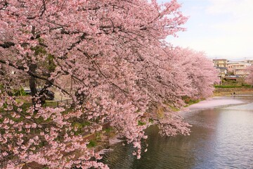 池と桜並木