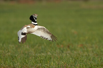 Male Little bustard jumping in his breeding territory to attract females in the mating season with the first light of day