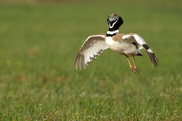 Male Little bustard in heat courtship in his breeding territory at first light of day