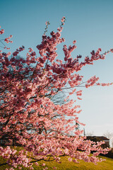 Magic and natural sunset light with soft pink cherry spring colorful blossom tree and dreamy bokeh. eautiful natural spring background wallpaper with flowers in Germany, Niedersachen, Braunschweig