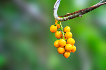 Closeup wild yellow fruits in forest.