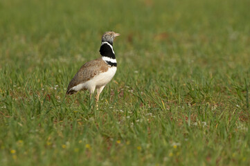 Male Little bustard courtship of a female first thing in the morning