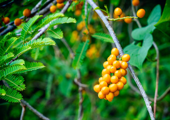 Closeup wild yellow fruits in forest.