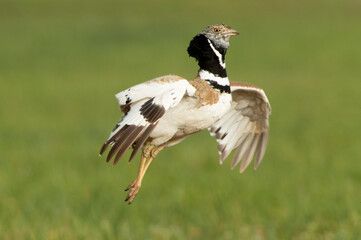 Male Little bustard performing mating jumps in his breeding territory at first light of day