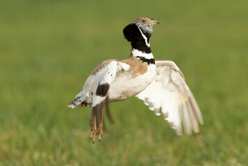 Male Little bustard performing mating jumps in his breeding territory at first light of day