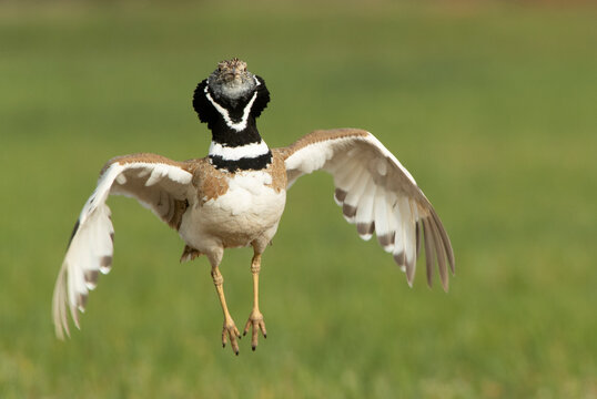 Male Little bustard jumping in his breeding territory to attract females in the mating season with the first light of day