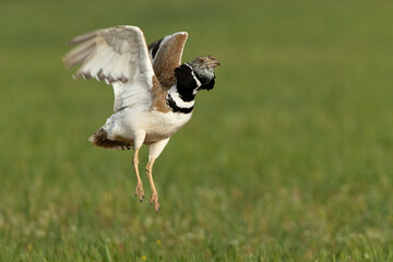 Male Little bustard performing mating jumps in his breeding territory at first light of day