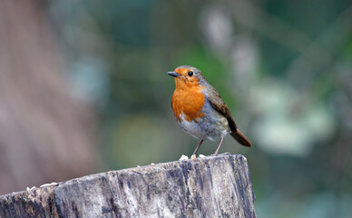 Fototapeta premium Eurasian robin in the garden