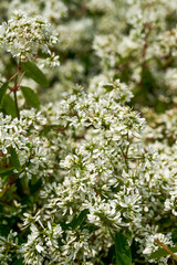 Close-up of small white decorative flowers in the garden
