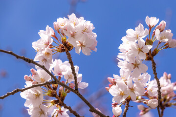 青空に映えるピンク色の桜の花