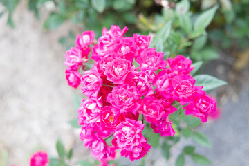 Fototapeta premium ピンクの花