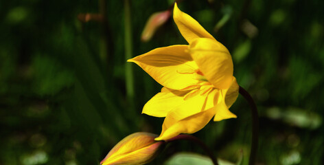 gelbe Tulpenknospe, Frühlingsblumen, spring,  flower,  Frühling, Tulpen Blumen 