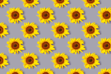 Seamless pattern of sunflower on grey background. Creative packaging design in the concept of minimalism. Trendy color 2021