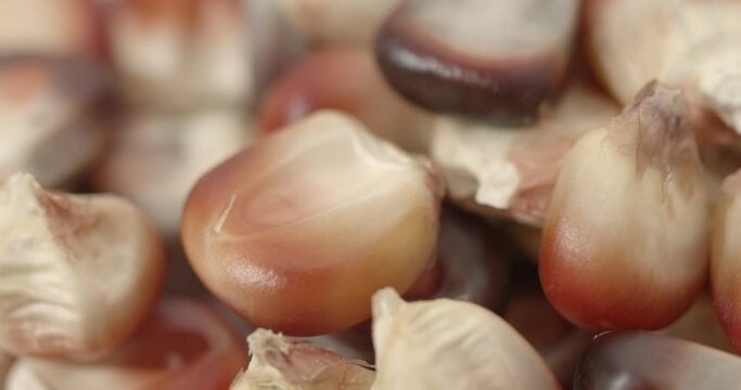 Macro shot of red corn rotating