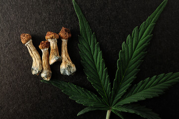 Dried psilocybe cubensis psilocybin mushrooms and cannabis leaf on black background, flat lay. Psychedelic trip. Natural herbal therapy. Spiritual experience.