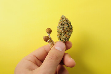 Micro-dosing concept. Dried psilocybe mushroom and cannabis bud in man's hand on yellow background....