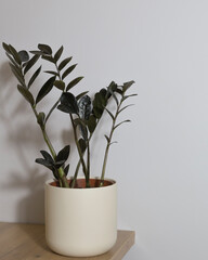 indoor plant black zamioculcas on a gray background
