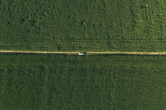 Aerial view of gray car on the road in green corn field.Wheat fields and dirt road