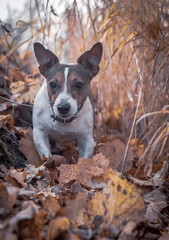 jack russell terrier in winter