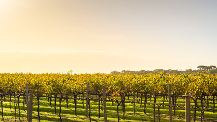 Naklejka premium Vineyard near McLaren Vale at sunset in South Australia