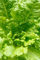 Lettuce closeup