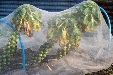 Brussel sprouts plant under weather protection in garden, allotment.