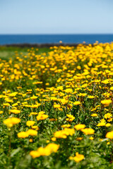 Field of yellow daisies