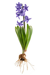 Blue hyacinth with onion, leaves and blossom