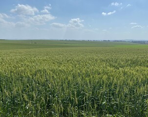 green wheat field