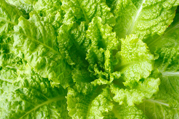 Lettuce closeup