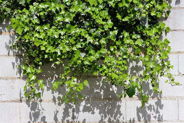 Lush branches of green ivy leaves and leaf shadows on a white brick wall.