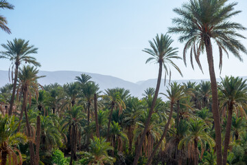 Scenic views of palm tree oasis, old building, mountains and sunsets, from El Gantera, Biskra