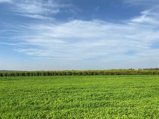 green field and blue sky