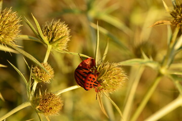 macro shot ınsects ın nature