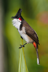 Bird chirping with bent tail isolated on green