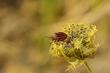 macro shot ınsects ın nature
