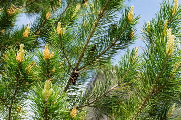 Young fresh shoots, pine coniferous tree blooming in spring. Beautiful green spring nature background