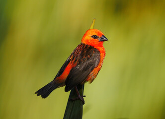 Red Fody Cardinal bird isolated on green