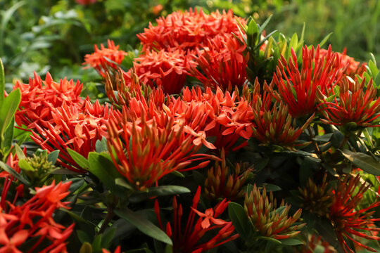 Red Ixora chinensis  Lamk