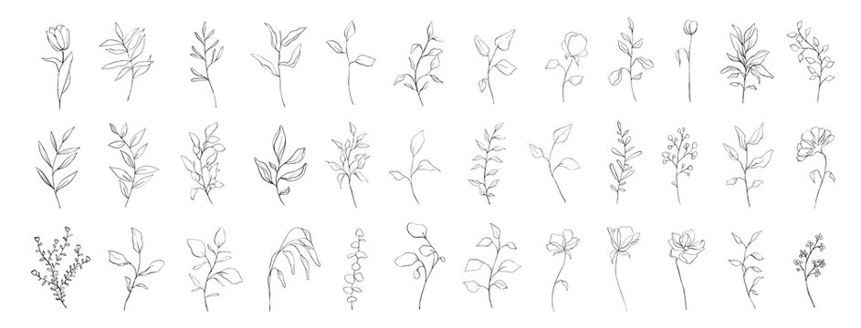 Set of botanical line art floral leaves, plants. Hand drawn sketch branches isolated on white background. Vector illustration