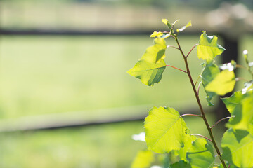 Obraz premium leaves in the morning sun
