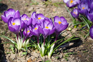 close-up lilac crocuses grow in the park side view. spring flowers