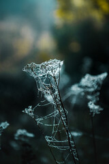 Natural morning view of cobwebs with fresh waterdrops from a cold morning. Beautiful waterdrop in the nature meadows with fog and warm sunlight. Harz Mountains in Germany